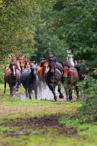 New Forest ponies being rounded up, Wiers near Brockenhurst, New Forest National Park, Hampshire, England, UK, September.