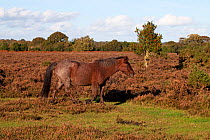 New forest pony on heathland, Fritham Plain, New Forest National Park, Hampshire, England, UK, October.