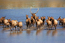 Red deer / Elk (Cervus canadensis) large male with females in water during the rut, Lake Estes Estes Park, Rocky Mountains National Park, Colorado, USA, September.