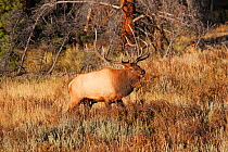 Rocky mountain elk (Cervus canadensis nelsoni) male calling during the rut, West Horseshoe Park, Rocky Mountain National Park, Colorado, USA, September.