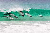 Commerson's dolphin (Cephalorhynchus commersonii) pod, surfing the waves, Saunders Island, Falkland Islands, November.
