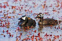 White-tufted grebe (Rollandia rolland rolland) pair with chick, Gypsy Cove, Falkland Islands, November.