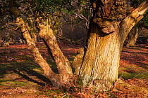 English oak (Quercus robur) and Holly (Ilex aquifolium) Brately Wood, New Forest National Park, Hampshire, England, UK, March.