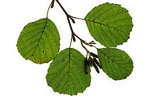 Common alder (Alnus glutinosa) and catkins on white background.