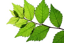 English elm (Ulmus procera) leaves on white background.