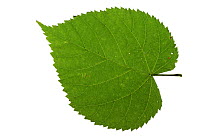 Common lime (Tilia x europaea) leaf on white background.