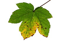 Sycamore (Acer pseudoplatanus) cut out on white background, showing Tar-spot fungus (Rhytisma acerinum).