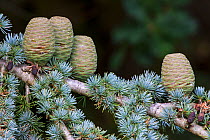 Blue atlas cedar (Cedrus atlantica glauca) cones, Swanwick, Derbyshire, England, UK, October.