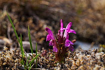 Lousewort (Pedicularis sylvatica) flower, Grasspoint, Isle of Mull, Argyll and Bute. Scotland, UK, May.