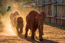 African elephants (Loxodonta africana) calves walking in a line kicking up dust, David Sheldrick African Elephant (Loxodonta africana) orphanage. Nairobi National Park, Nairobi, Kenya.