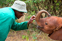Keeper interacting with young African elephant (Loxodonta africana) after feeding it, David Sheldrick African Elephant Orphanage. Nairobi National Park, Nairobi, Kenya.