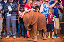 Tourists watching and petting African elephant (Loxodonta africana) calf. David Sheldrick African Elephant Orphanage. Nairobi National Park, Nairobi, Kenya.