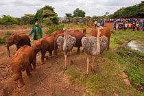 Ostrichs (Struthio camelus) and African elephants (Loxodonta africana) at David Sheldrick African Elephant Orphanage. Nairobi National Park, Nairobi, Kenya.
