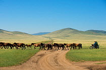 Mongolian people carrying domestic horses and livestock, Gobi desert, South Mongolia. June.