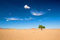Elm tree (Ulmus) in Gobi desert, South Mongolia.