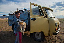 Nomadic family moving to summer place, loading cat into van, Khongor Sand Dune, Govi Gurvan Saikhan National park, Gobi desert, South Mongolia. June 2015.