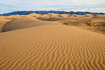 Khongor sand dunes, Govi Gurvan Saikhan National park,  Gobi desert, South Mongolia. June 2015.