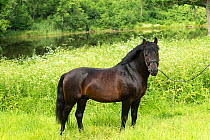 Rare Zemaitukas sport horse  stallion shown handheld, Vilnius National Stud, Vilnius, Lithuania.