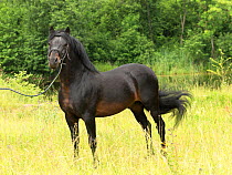 A rare Zemaitukas sport horse/ stallion shown handheld, Vilnius National Stud, Vilnius, Lithuania.