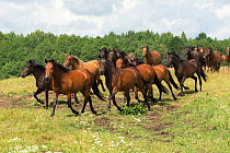 Band of rare Zemaitukas / Zemaitukai horse mare and foals running in meadow, Vilnius National Stud, Vilnius, Lithuania.