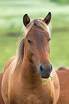 Portrait of a rare Zemaitukas horse mare, Vilnius National Stud, Vilnius, Lithuania.