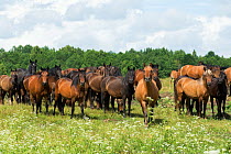 Zemaitukas / Zemaitukai horses and mares and foals standing alert in meadow, Vilnius National Stud, Vilnius, Lithuania. June.