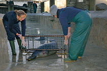 Reychell Harris and Jenny Lewis catching a rescued Grey seal pup (Halichoerus grypus) in a temporary cage for release back to the sea, after recovering from its injuries through treatment and rehabili...