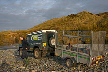 Rescued Grey seal pups (Halichoerus grypus) looking out of a trailer on arrival coast for release, after recovering from their injuries through treatment and rehabilitation at the Cornish Seal Sanctua...
