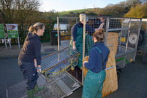 Carers loading rescued Grey seal pup (Halichoerus grypus) in a temporary cage into a trailer for release back to the sea, after recovering from its injuries through treatment and rehabilitation, Corni...