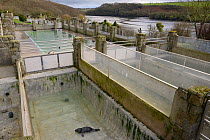 Nursery and convalescence pools for rescued Grey seals (Halichoerus grypus) at the Cornish Seal Sanctuary, by the Helford River estuary, Gweek, Cornwall, UK, January.