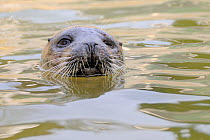 Adult female Common / Harbour seal (Phoca vitulina) 'Luna', blinded by cataracts in both eyes, in a pool where she is a long-term resident, Cornish Seal Sanctuary, Gweek, Cornwall, UK, January.