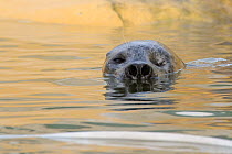 One eyed adult male Common / Harbour seal (Phoca vitulina) 'Babyface' with nostrils wide open,  in a pool where he is a long-term resident, Cornish Seal Sanctuary, Gweek, Cornwall, UK, January.