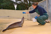 Keeper Jenny Lewis feeding Common / Harbour seal pup (Phoca vitulina) 'Buddy', a long-term resident at Cornish Seal Sanctuary, Gweek, Cornwall, UK, January. Model released.