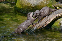 Two Asian short-clawed otters (Aonyx cinerea) play-fighting, Cornish Seal Sanctuary, Gweek, Cornwall, UK, April.