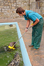 Dan Jarvis giving 'Ray' a brain damaged adult male Grey seal (Halichoerus grypus) a rub with a broom at the Cornish Seal Sanctuary. Gweek, Cornwall, UK, November.  Model released.