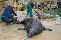 Adult male Grey seal (Halichoerus grypus) 'Flipper' touching nose to target stick while keeper Kate Owen treats a grazed tail with antibiotic spray. Gweek, Cornwall, UK, November. Model released.