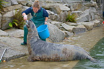 Keeper Amy Souster feeding blind adult male Grey seal (Halichoerus grypus) 'Marlin' being hand fed a fish by Amy Souster as after lying still to be health checked at the Cornish Seal Sanctuary where h...