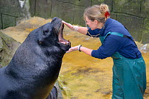 Keeper Amy Souster inspecting the teeth and mouth of a bull Patagonian / South American sea lion (Otaria flavescens) 'Diego' which is trained to co-operate. Cornish Seal Sanctuary, Gweek, Cornwall, UK...