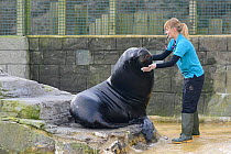 Keeper Kate Owen inspecting a bull Patagonian / South American sea lion (Otaria flavescens) 'Diego'  which is trained to co-operate, Cornish Seal Sanctuary, Gweek, Cornwall, Uk, January. Model release...