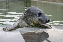 Rescued Grey seal pup (Halichoerus grypus) in an isolated nursery pool where it will be kept until strong enough to join other pups and then be released back to the sea, Cornish Seal Sanctuary, Gweek,...