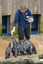 Keeper Amy Souster hand-feeding Humboldt penguins (Spheniscus humboldti) Cornish Seal Sanctuary, Gweek, Cornwall, UK, January. Model released.