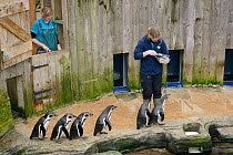 Keeper Amy Souster hand-feeding Humboldt penguins (Spheniscus humboldti) whilst Kate Owen records how many fish each bird gets, Cornish Seal Sanctuary, Gweek, Cornwall, UK, January. Model released.