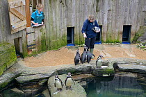 Keeper Amy Souster hand-feeding Humboldt penguins (Spheniscus humboldti) whilst Kate Owen records how many fish each bird gets, Cornish Seal Sanctuary, Gweek, Cornwall, UK, January. Model released.