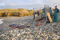 Rescued Grey seal pups (Halichoerus grypus) emerging from a trailer and heading for the sea on release day, overseen by Tamara Cooper, after recovering from their injuries through treatment and rehabi...
