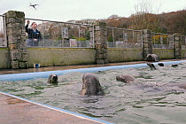Keeper Hannah Mathias feeding long term adult residents and rescued Grey seal pups (Halichoerus grypus) in convalescence pool where the pups are kept until strong enough for release back to the sea, C...