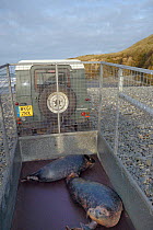 Rescued Grey seal pups (Halichoerus grypus) in trailer on arrival at the coast for release, after recovering from their injuries through treatment and rehabilitation at the Cornish Seal Sanctuary, Nor...