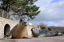 Rescued Grey seal pups (Halichoerus grypus) resting around pool where they will be kept until strong enough to be released back to the sea, Cornish Seal Sanctuary, Gweek, Cornwall, UK, January.