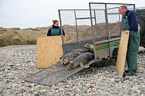 Rescued Grey seal pups (Halichoerus grypus) emerging from a trailer onto a beach on release day, after recovering from their injuries through treatment and rehabilitation at the Cornish Seal Sanctuary...