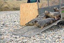 Rescued Grey seal pups (Halichoerus grypus) emerging from a trailer onto a beach on release day, after recovering from their injuries through treatment and rehabilitation at the Cornish Seal Sanctuary...