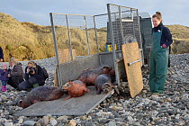 Rescued Grey seal pups (Halichoerus grypus) emerging from trailer onto a beach on release day, overseen by Tamaa Cooper, after recovering from their injuries through treatment and rehabilitation at th...